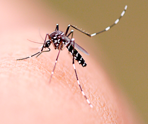 Saúde confirma quase dois mil casos de dengue em Maringá