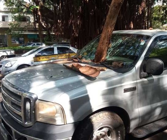 Galho de árvore cai e atravessa para-brisa de caminhonete em Maringá