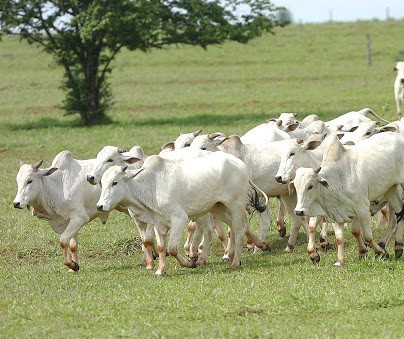 Paraná inicia campanha de atualização do rebanho nesta sexta, 1º de maio