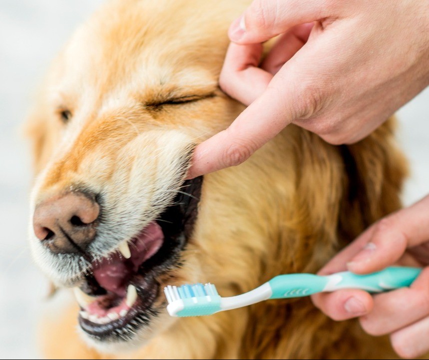 Falta de cuidado com os dentes dos animais pode causar doenças graves