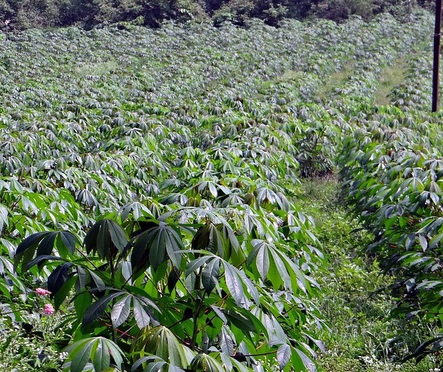 Preços da raiz de mandioca seguem em alta