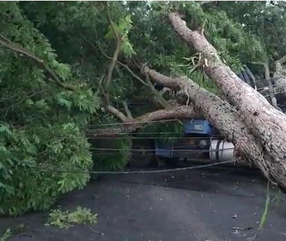 Chuva forte derruba árvores e postes em Maringá