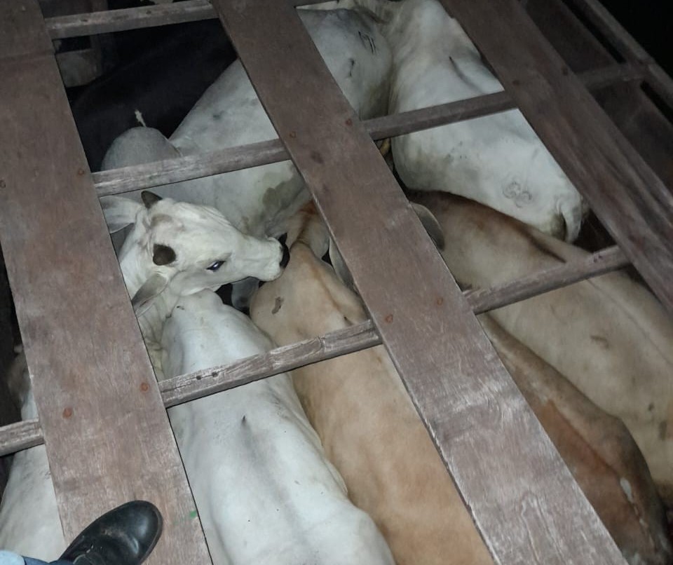 Homem é preso em flagrante furtando gado em Alto Piquiri, na região de Umuarama