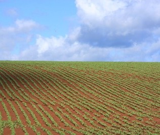 Clima benéfico para a soja em Cascavel e Toledo