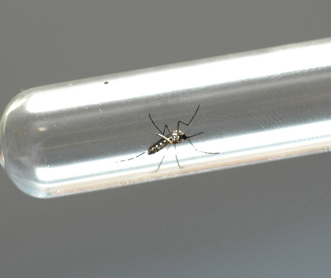 Maringá encerrou o período epidemiológico de dengue com duas mortes