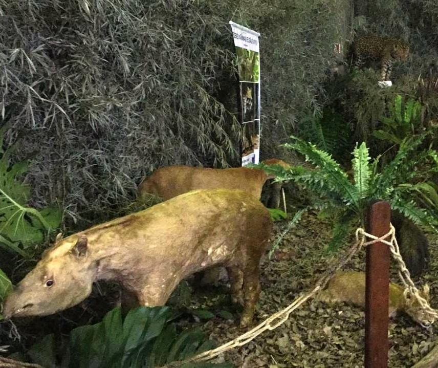 Polícia Ambiental monta museu de animais taxidermizados na Expoingá