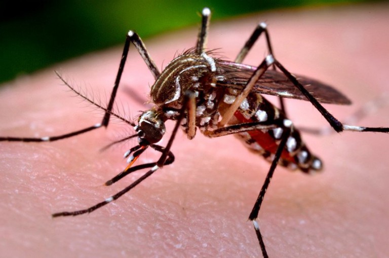 Sobe para 101 o número de casos confirmados de dengue em Maringá