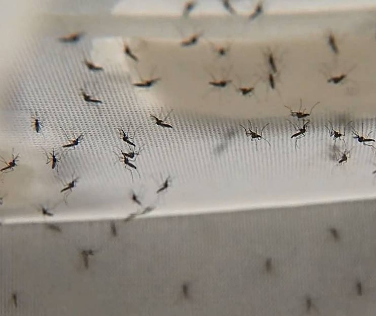 Paranacity entra em epidemia de dengue