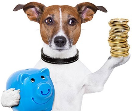 O promissor mercado pet é o assunto do programa