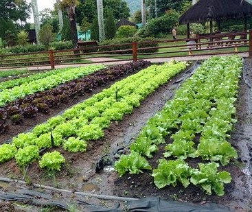 Hortas comunitárias proporcionam alimentação saudável, diversificada e equilibrada