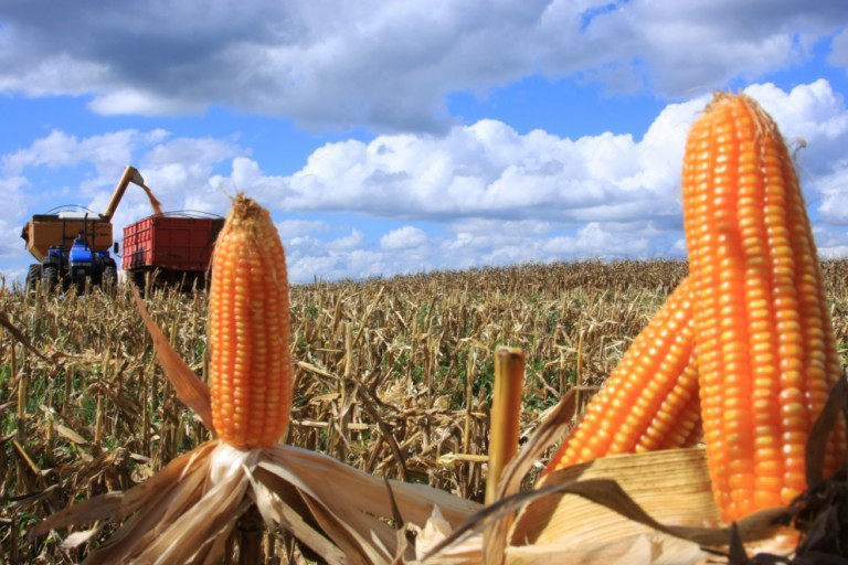 Falta de chuva deixa produtores do Paraná em alerta