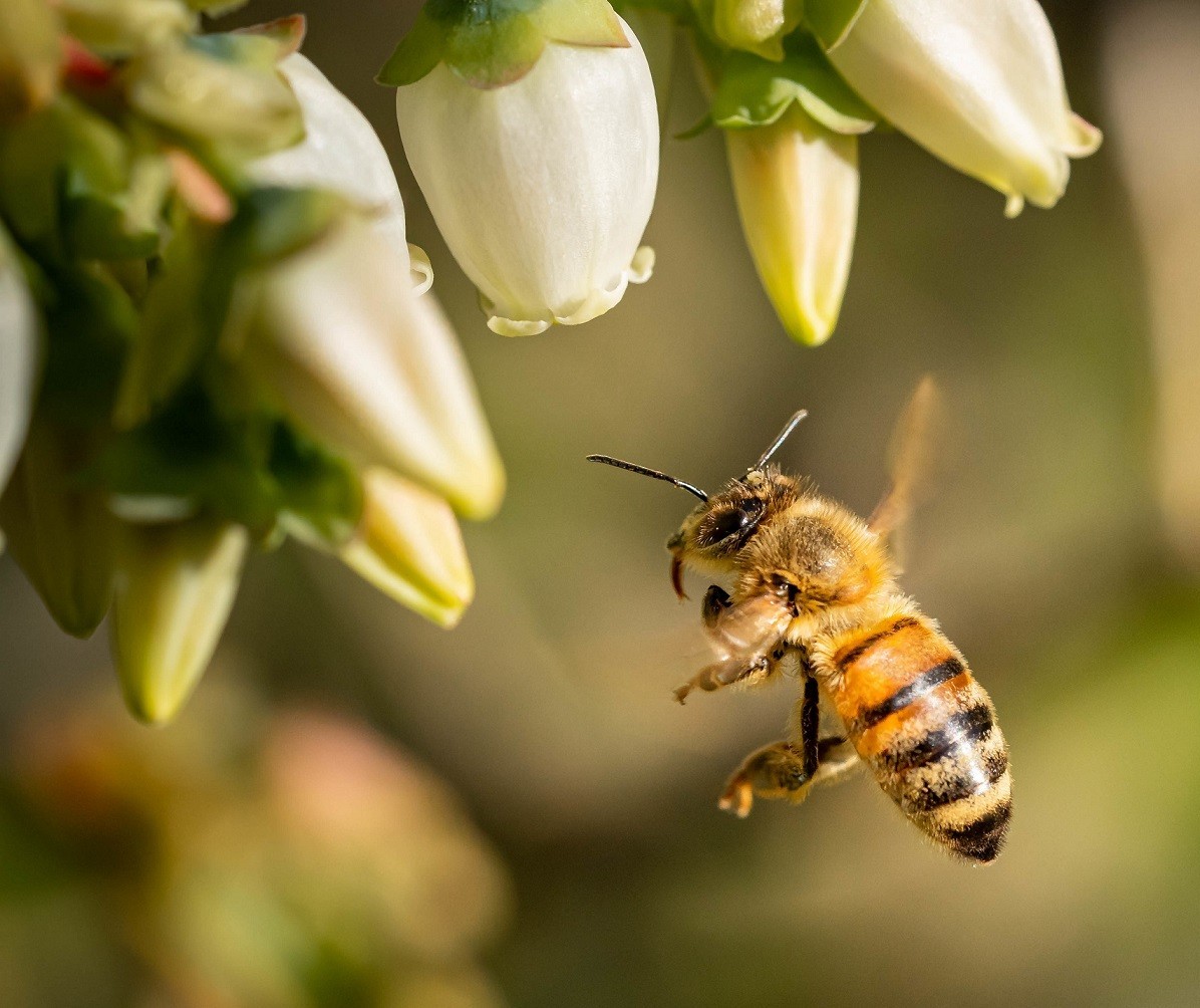 MP denuncia usina por mortandade de abelhas em Paraíso do Norte
