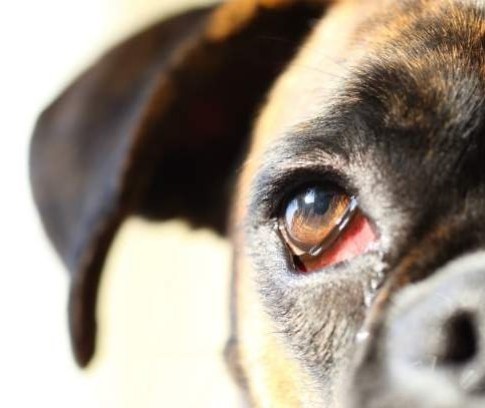 Três sinais de que seu pet pode estar com alguma doença nos olhos