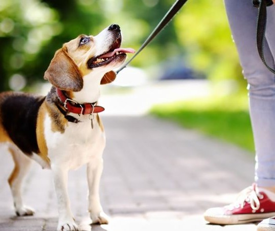 Antes de tomar todas as vacinas, pets não devem passear