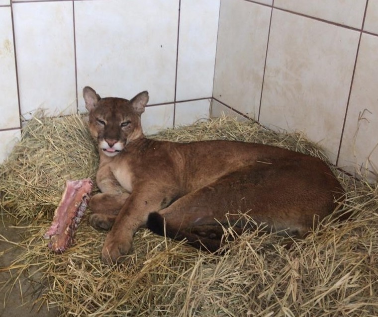 Veterinária de animais silvestres atende de onça a cobra; Fotos