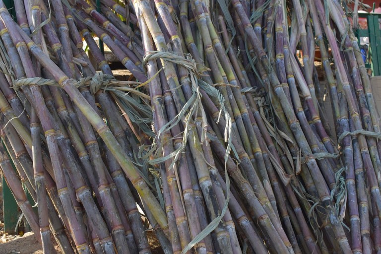 Cana-de-açúcar terá safra menor, mas aumento na produtividade