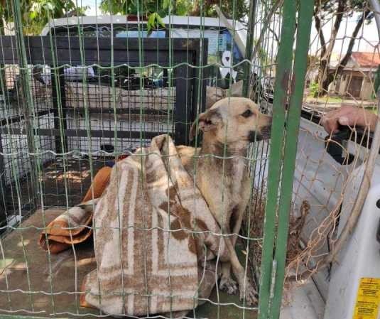 Homem é multado em R$ 12 mil por maus-tratos a cães em Maringá