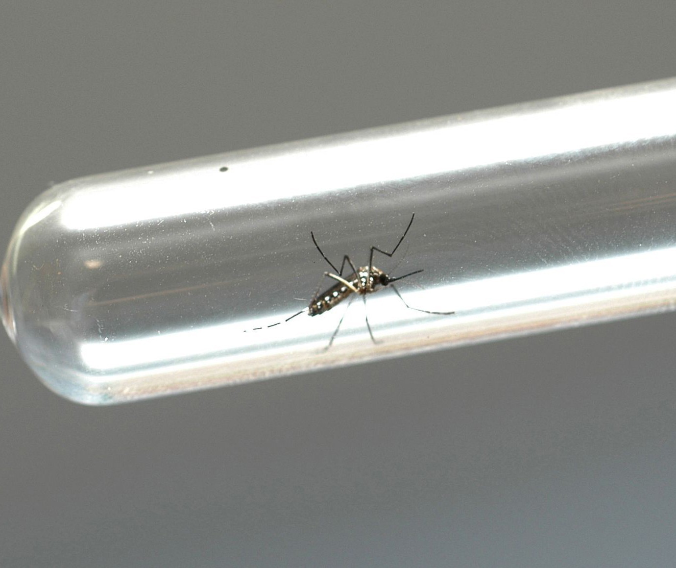 Paraná declara estado de epidemia de dengue. 287 cidades do estado têm casos confirmados da doença