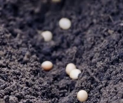 No Paraná, 33% da área prevista para o cultivo da soja já está semeada