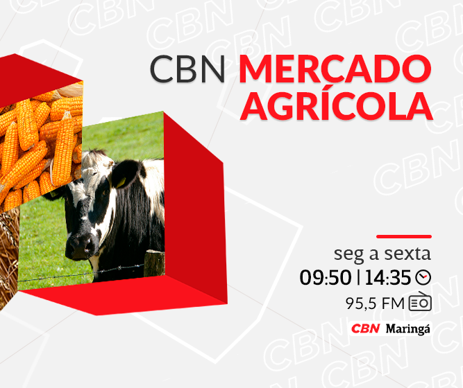 Soja é cotada a R$ 116 a saca de 60 kg