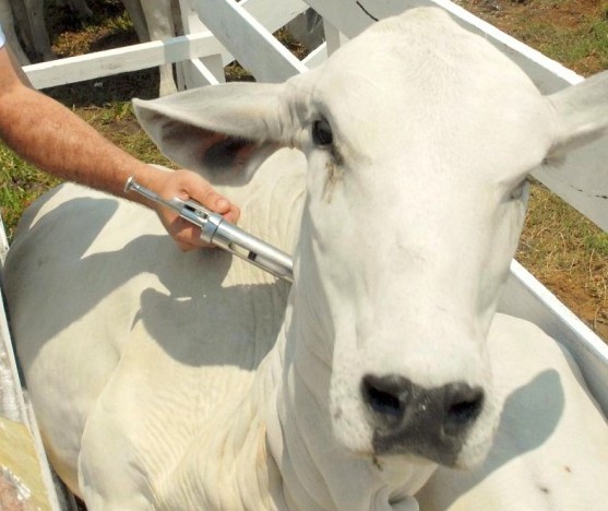 Retirada da vacina contra a febre aftosa no Paraná ocasiona vantagens ao produtor