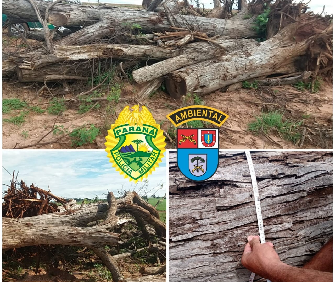 Homem é multado em R$ 12 mil por derrubar 23 árvores nativas
