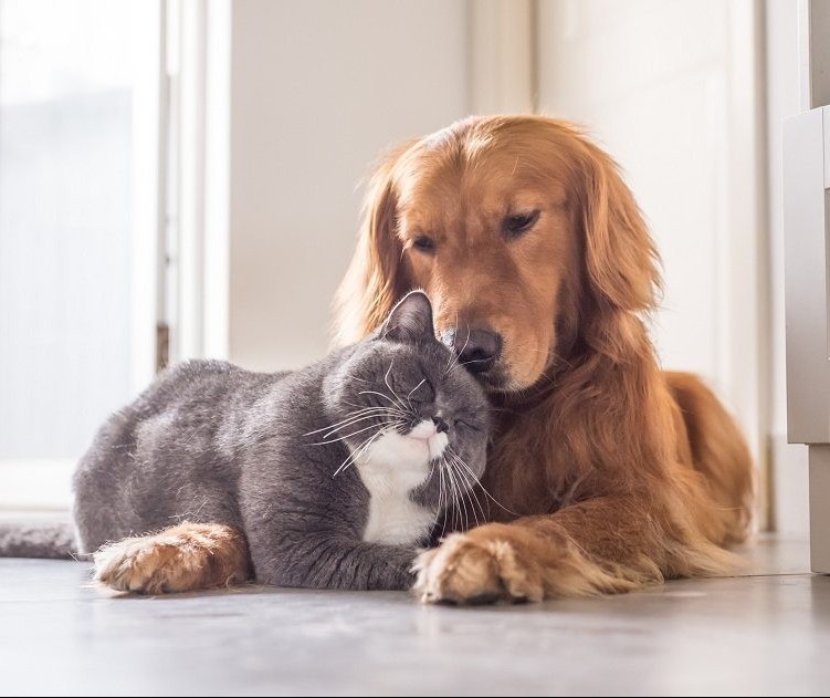 Tempo seco: proteja seu pet da baixa umidade do ar