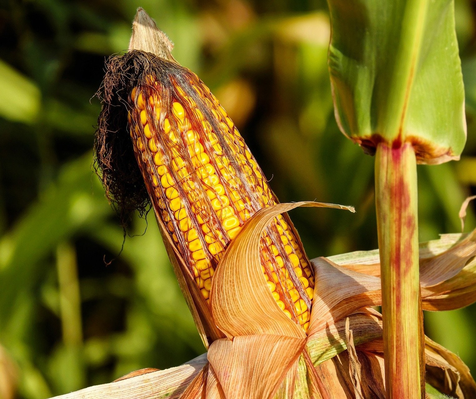 Deral indica que milho com boa qualidade no Paraná cai para 61%