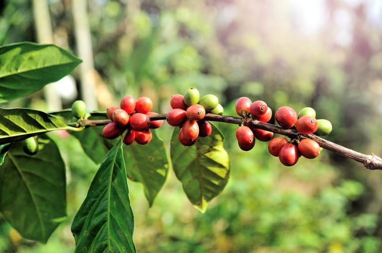 Clima favoreceu término positivo da colheita do café