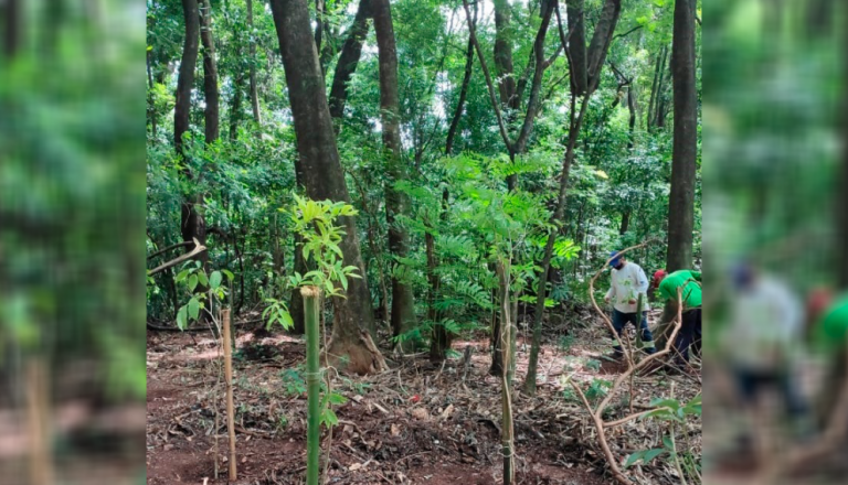 Parques de Maringá ganham quase mil novas árvores