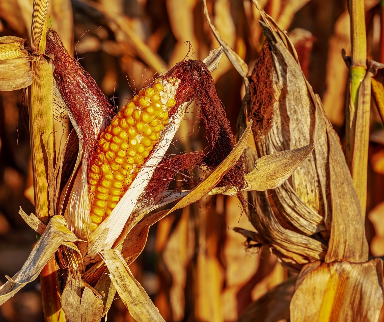 Governo vai retirar tarifas de importação de arroz, milho e soja