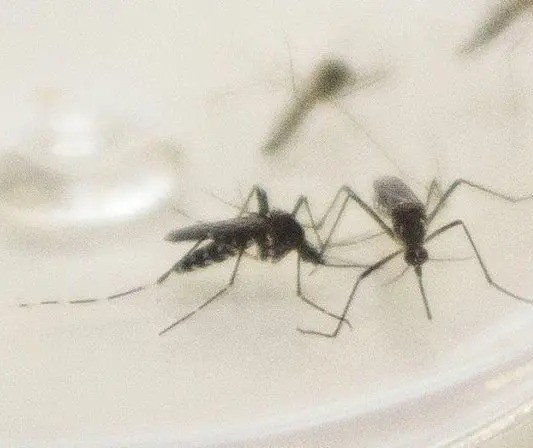 Maringá registra segunda morte por dengue; veja o perfil da vítima