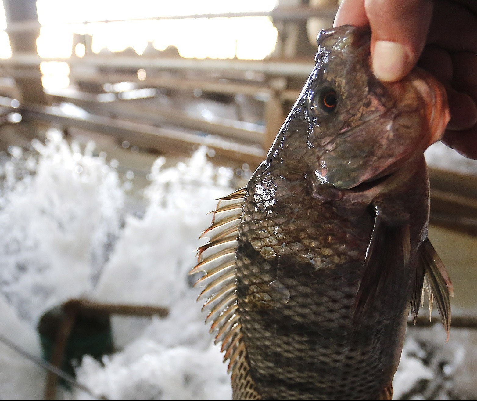 Paraná é o maior produtor de peixes produzidos em cativeiro