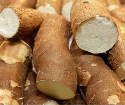 Raiz de mandioca custa R$ 498 a tonelada em Umuarama