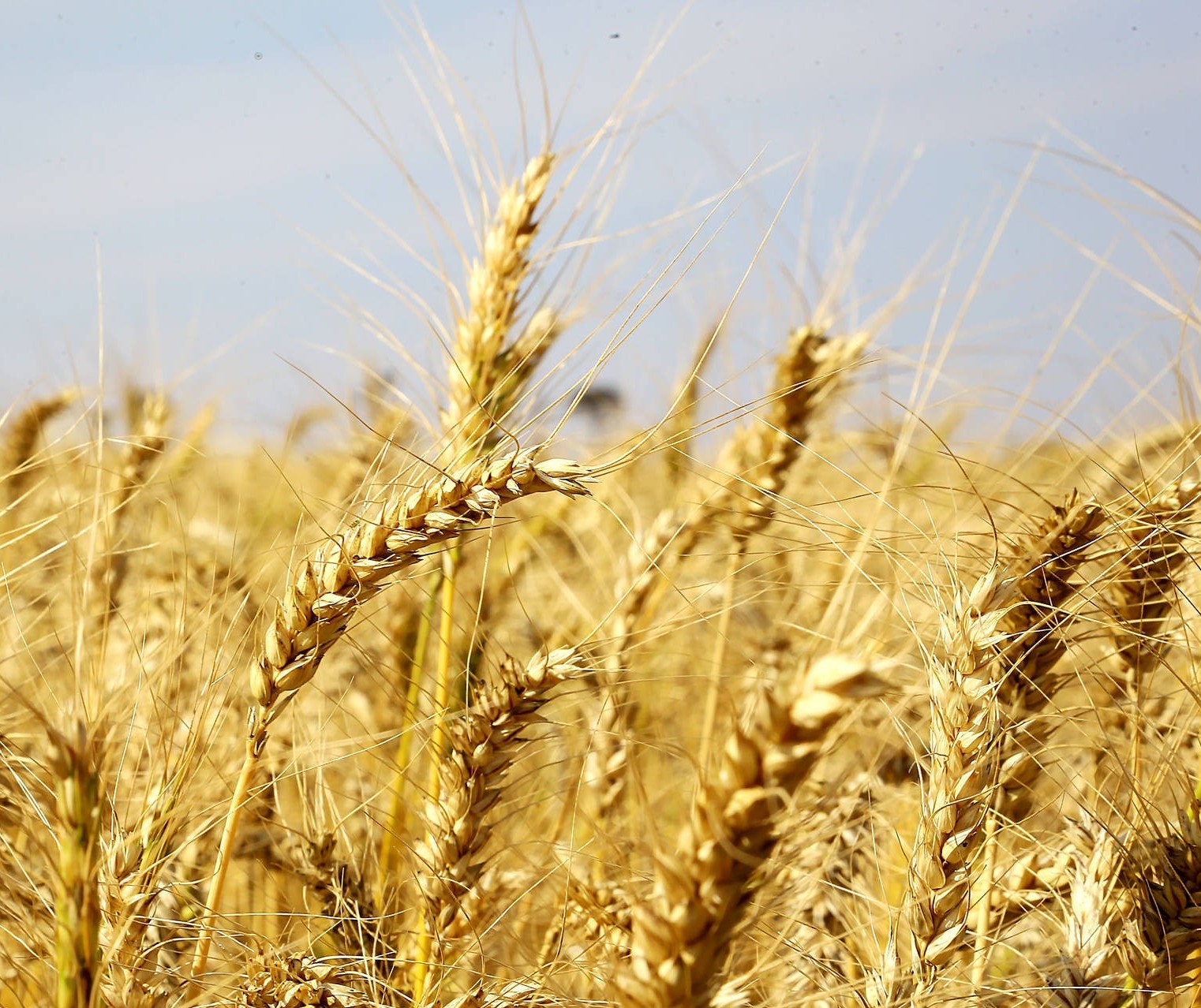 Produção de trigo no Paraná deverá chegar a 3,2 milhões de toneladas