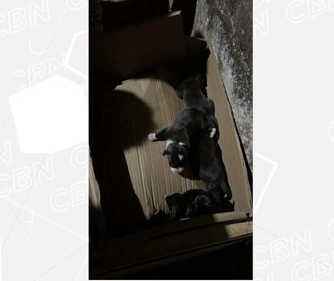 Alertados por cão, policiais encontram filhotes em bueiro e moradora pode responder por mau-tratos