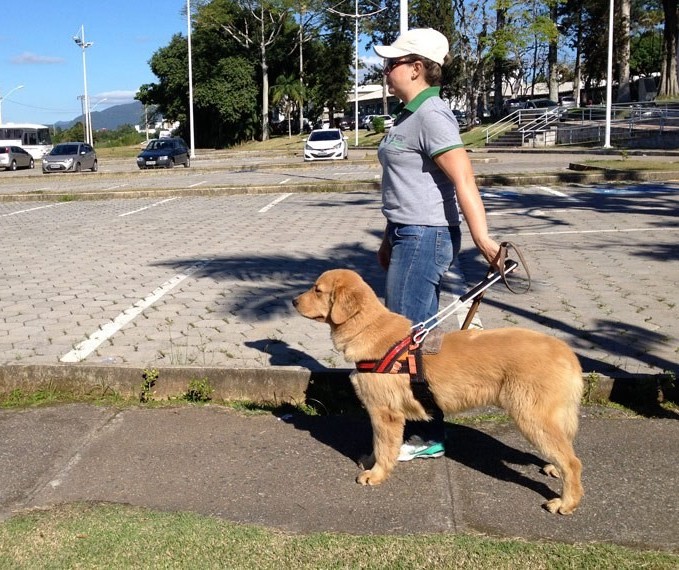 Qualquer raça pode ser cão-guia?