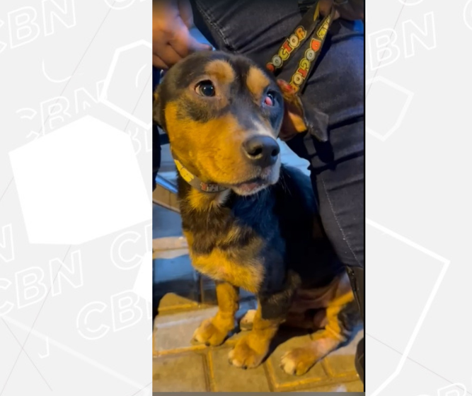 Vigia de UPA é afastado após agredir cão dentro da unidade