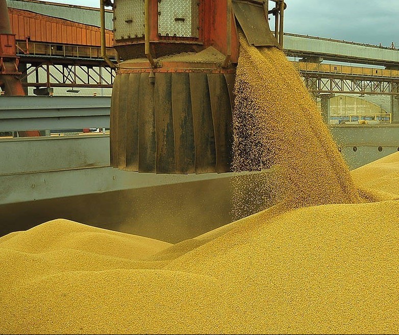Exportações brasileiras de milho apresentam aumento significativo 