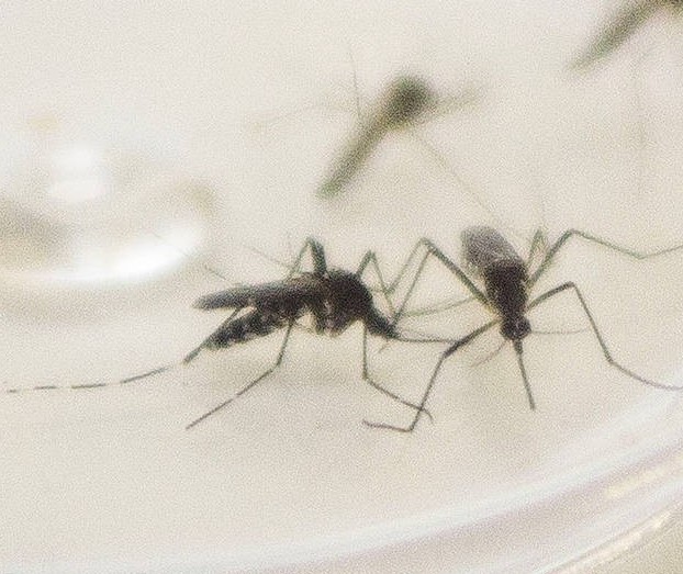 Maringá chega a 2.857 casos confirmados de dengue no atual período epidemiológico, informa boletim da Sesa