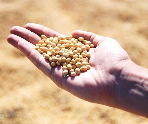 Melhoria do tempo ajuda produtores de soja