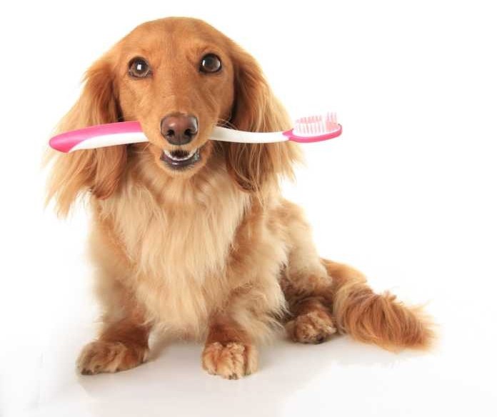 Como cuidar bem dos dentes dos pets e evitar o mau hálito