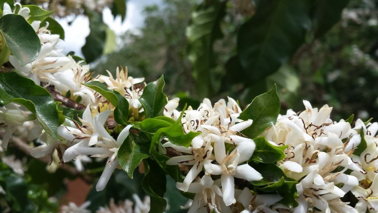 Florada do café está adiantada na região de Maringá