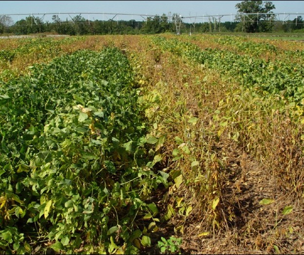 Ferrugem da soja preocupa agricultores
