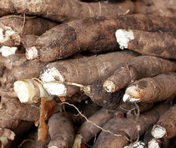 Raiz de mandioca custa R$ 375 a tonelada em Campo Mourão