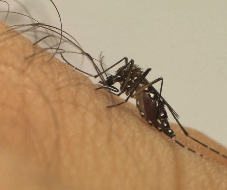 Passa de três mil o número de casos de dengue confirmados em Maringá
