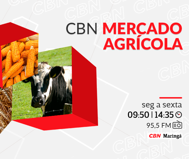 Preço da vaca em pé alcança R$ 290 a arroba