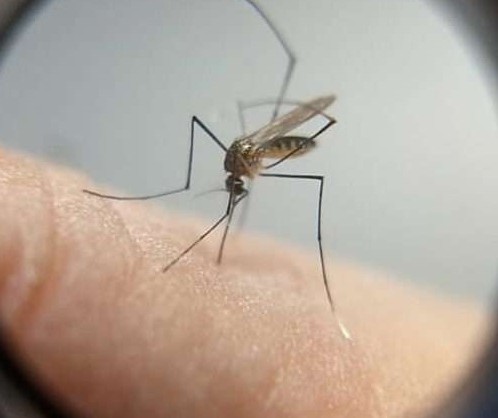 Verão pode ter epidemia de dengue mais agressiva que anterior