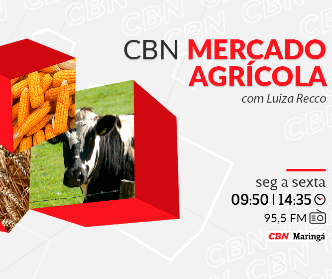 Mandioca custa R$855,26 na média regional