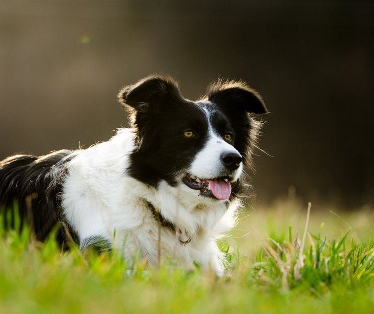 Border Collie, Pastor de Shetheland, Pastor Alemão e a Ivermectina